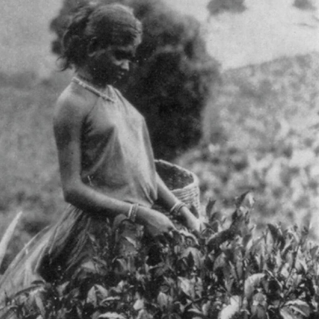 Story Of Ceylon Tea Ceylon Tea