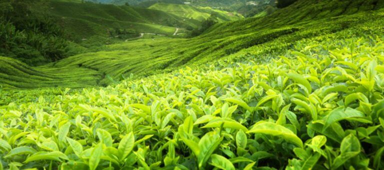 Рождение Цейлонского чая