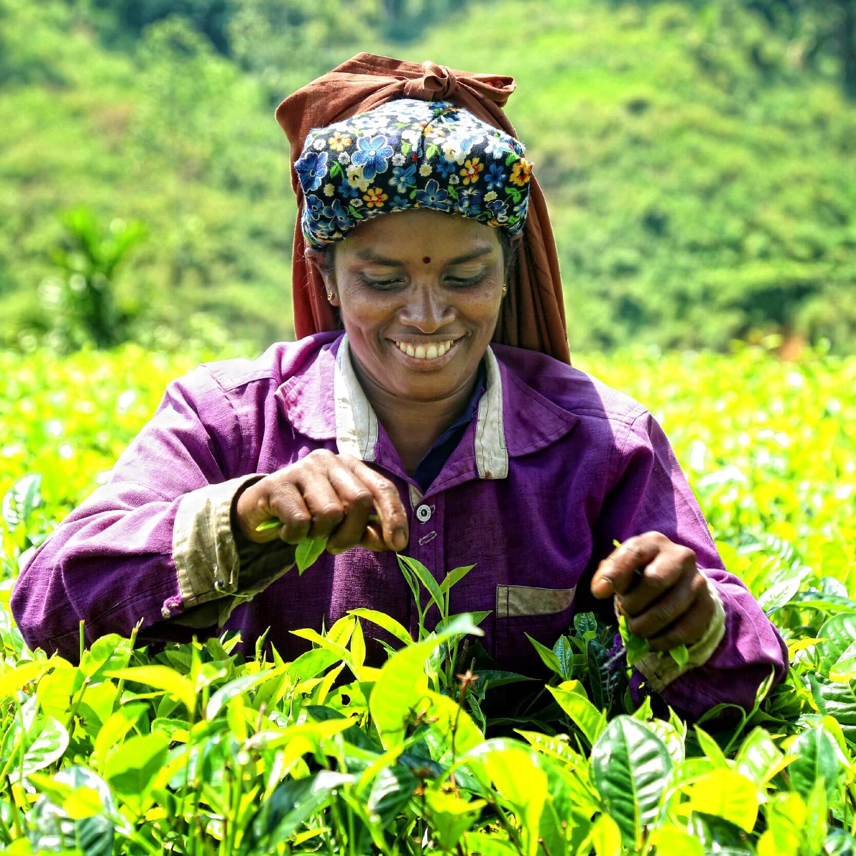 story-of-ceylon-tea-ceylon-tea