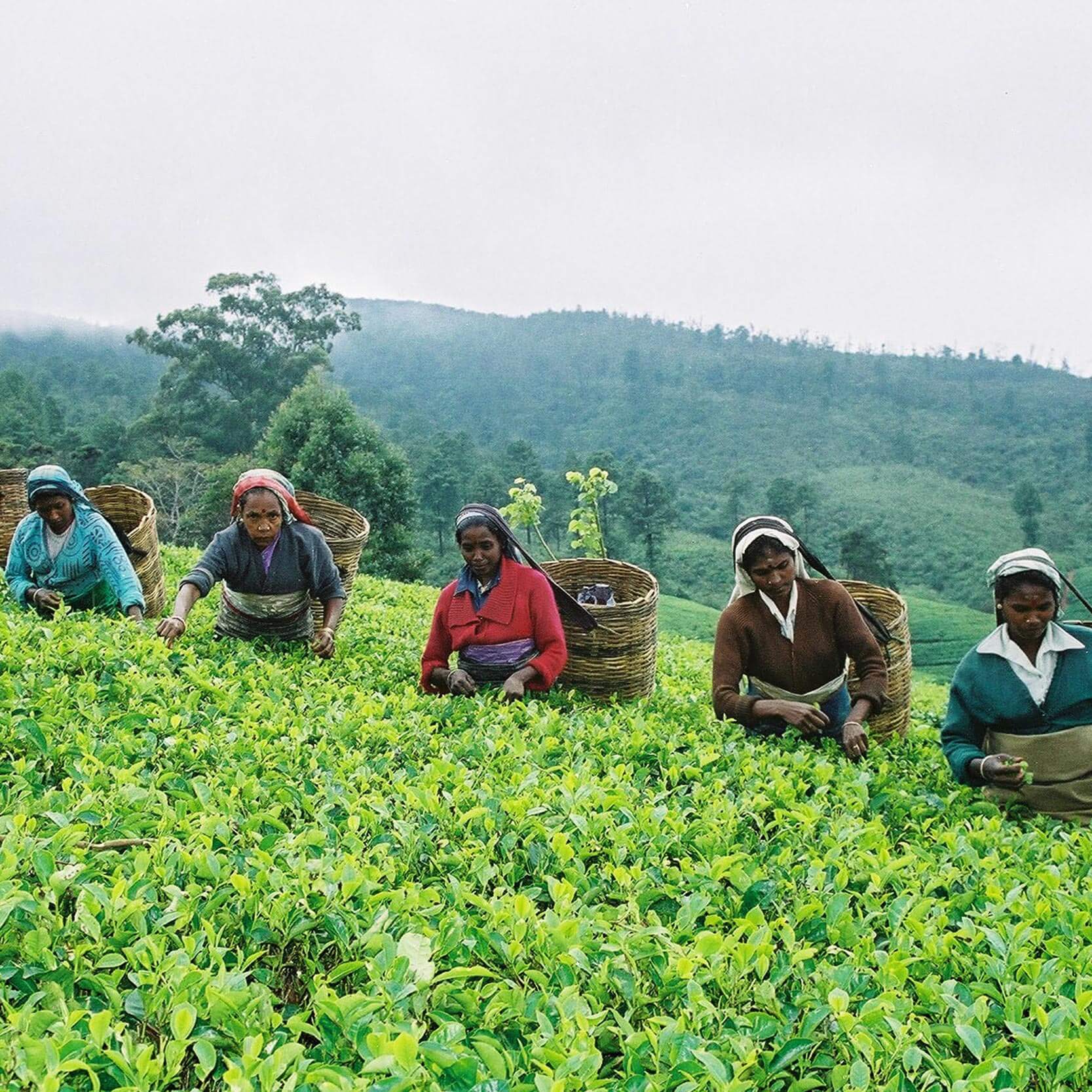 Story Of Ceylon Tea - Ceylon Tea