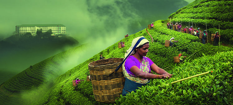 SRI LANKA TEA INDUSTRY FACING UP TO NEW CHALLENGES